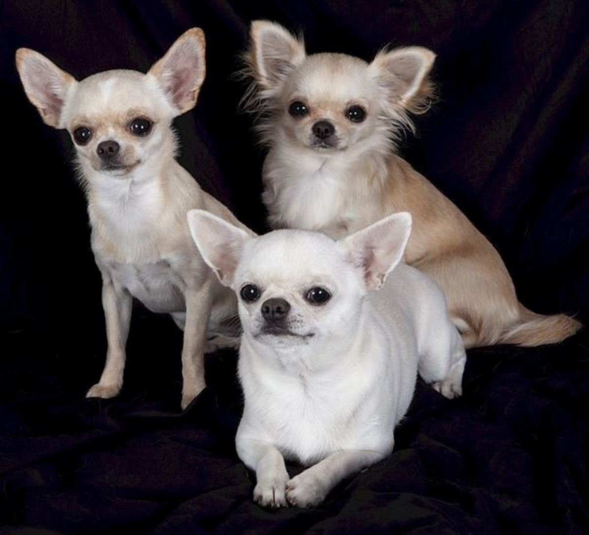 apple chihuahua for sale