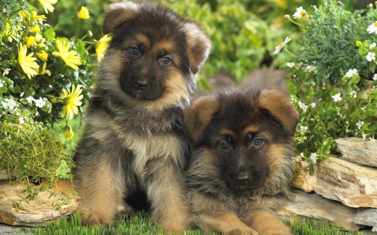 German Shepherd pups