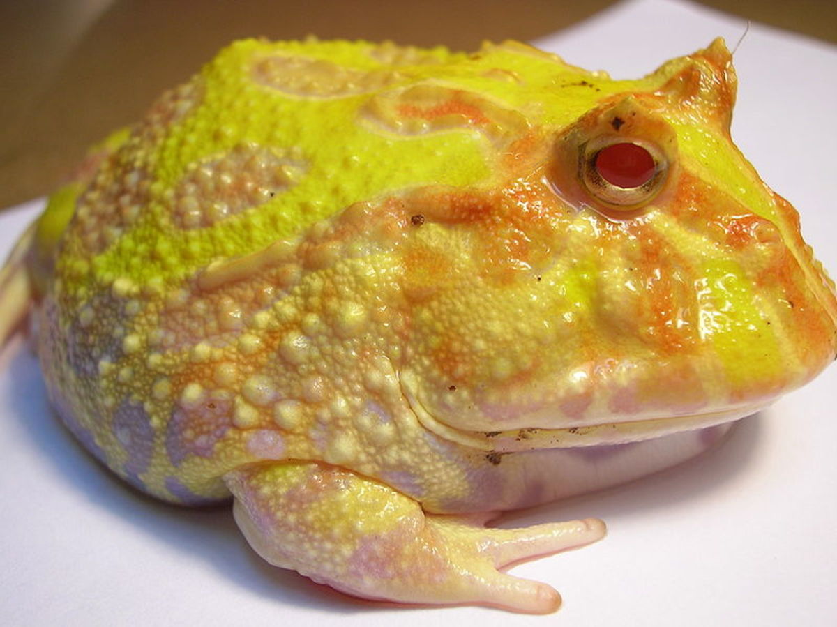 Another variety of Pacman Frog.