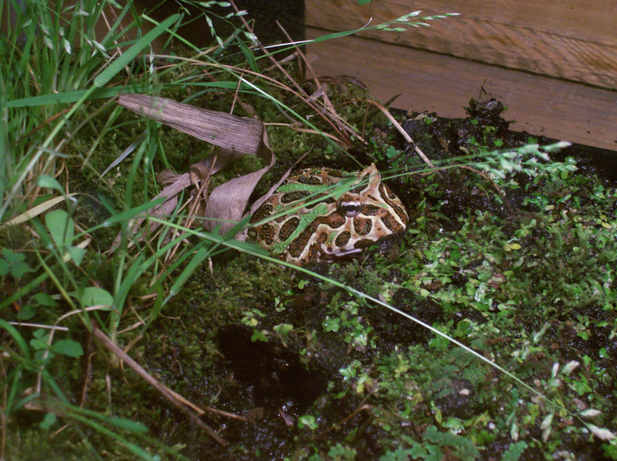 pacman-frog-ornate-horned-frog-care