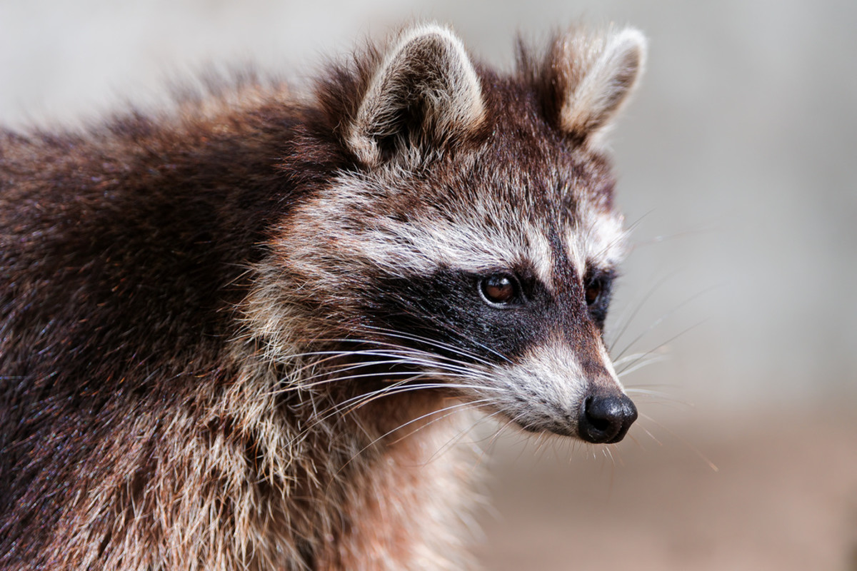 How To Get A Permit To Own A Raccoon Troma