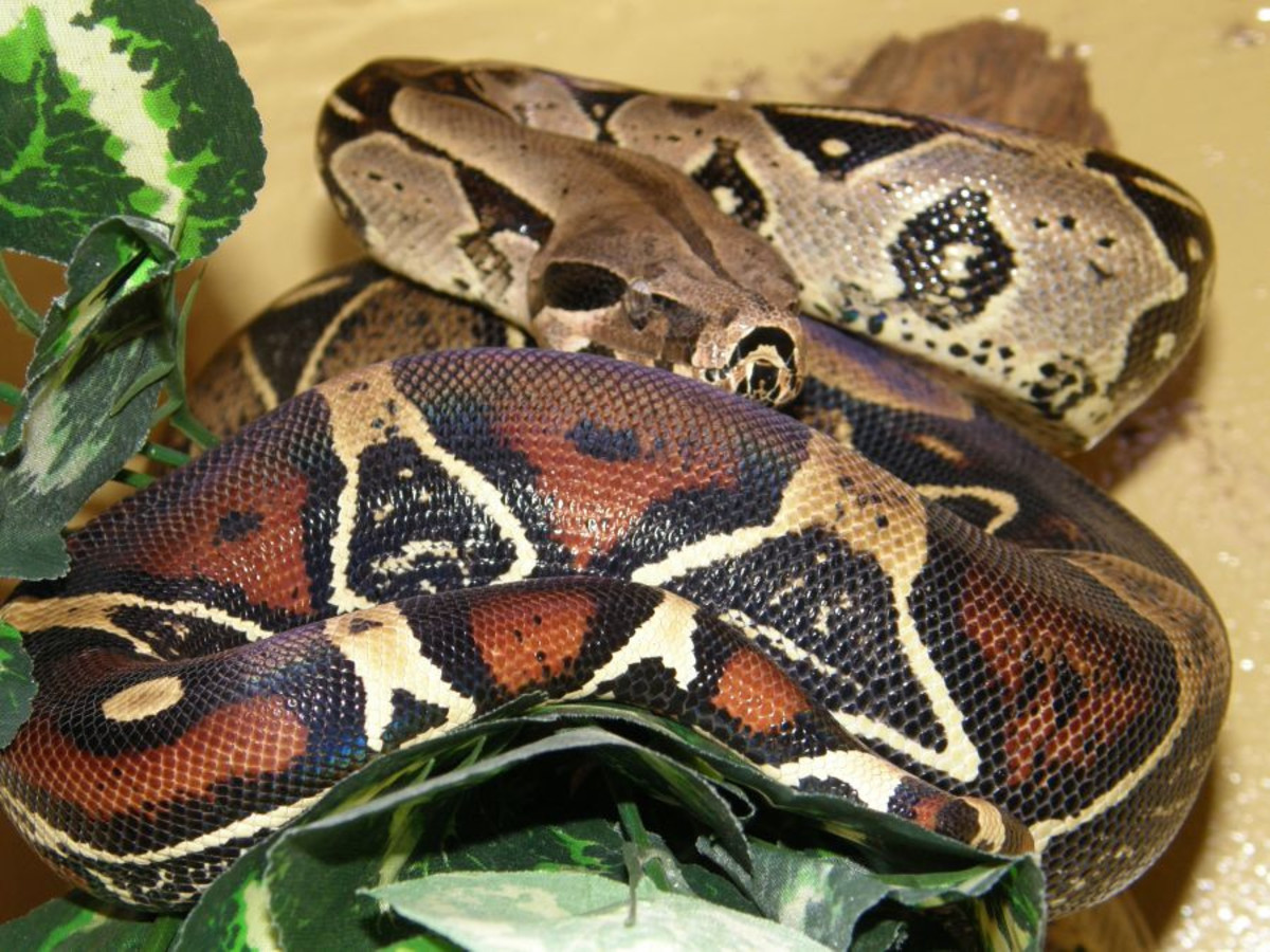 10 Exotic Pets That Are Legal to Own in New Jersey - PetHelpful