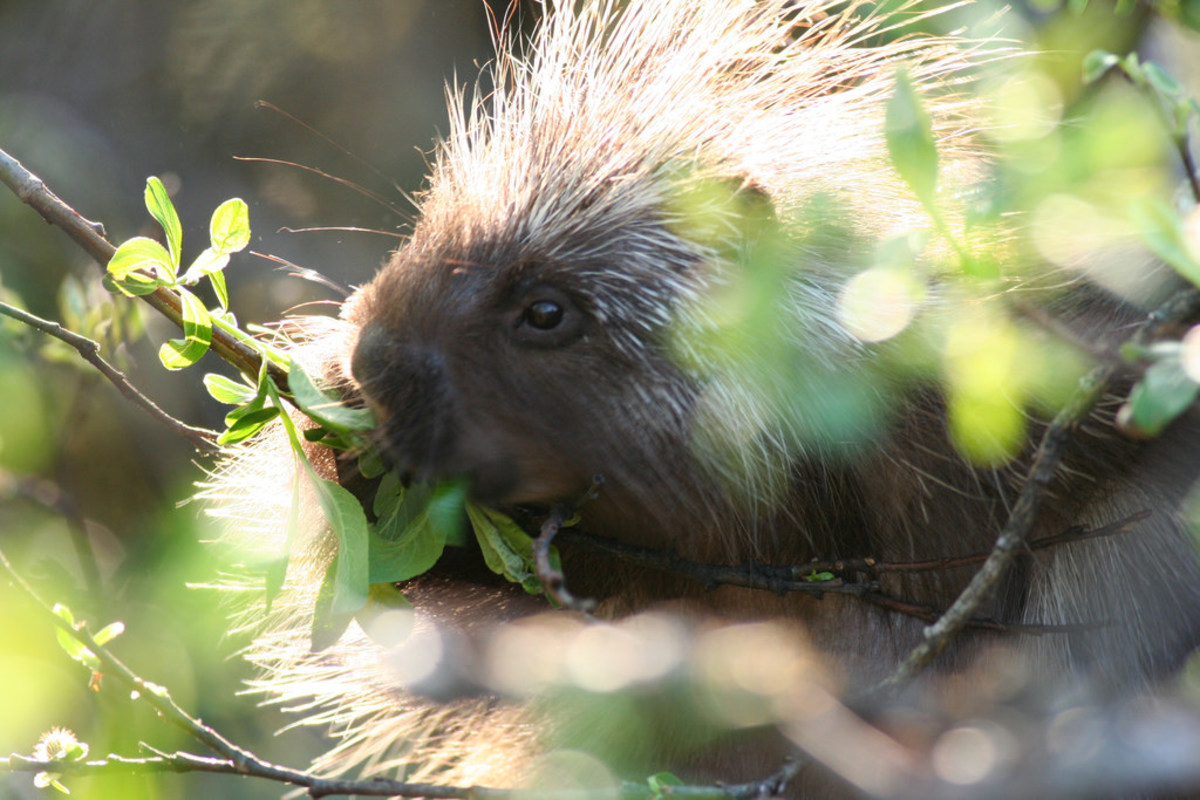 names-for-pet-hedgehogs-porcupines-and-tenrecs