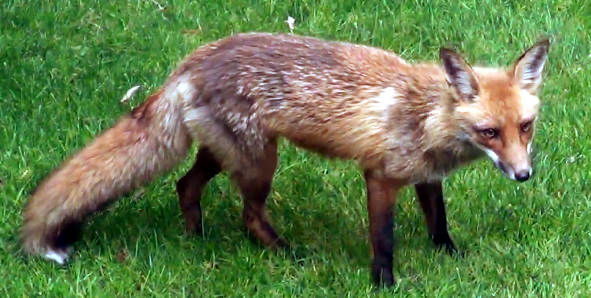 Red foxes are tenacious and opportunistic predators that can do tremendous damage.