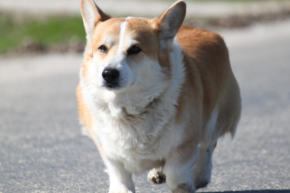 Not all or even most dogs will be obsessive chicken killers, but any breed can produce a chicken killing dog, as was the case with this corgi.