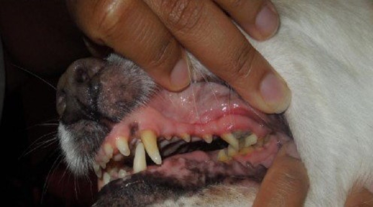 This is a picture of my dog's fractured tooth and periodontal disease. 