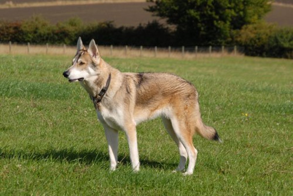 7-dog-breeds-bred-to-look-like-real-wolves