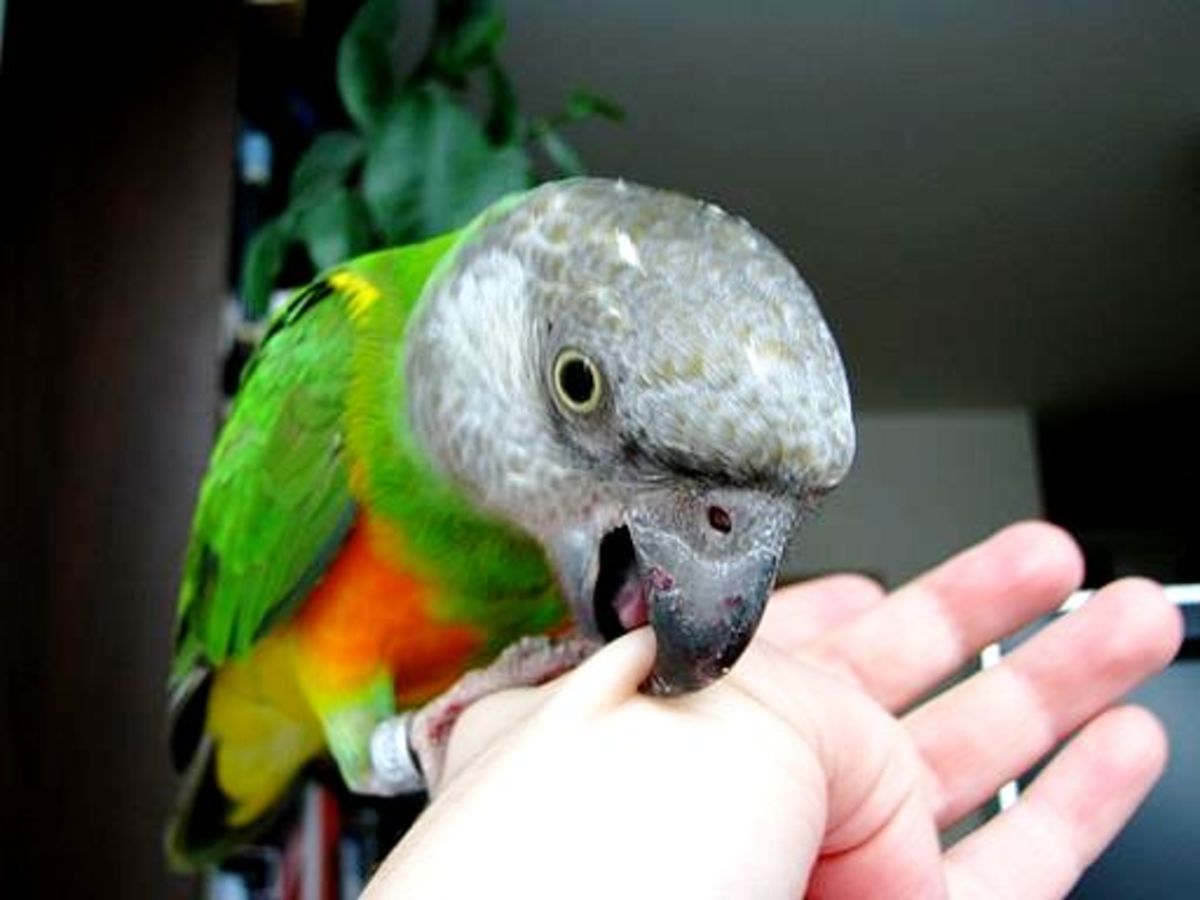 "I'll distract you by biting you!" The parrot bites your hand instead of doing what it's told to do.