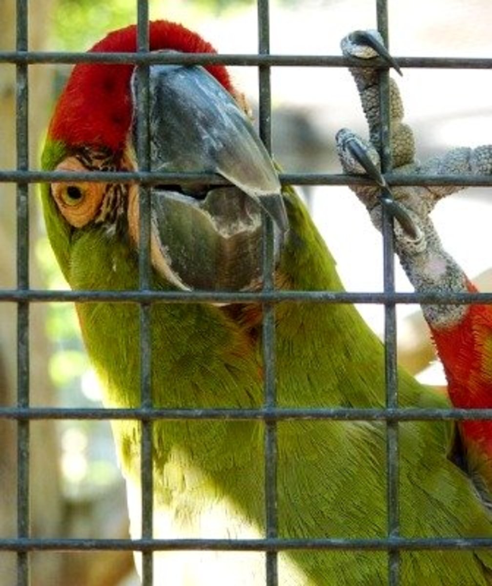 How To Get A Parrot To Go Back Inside Its Cage Pethelpful