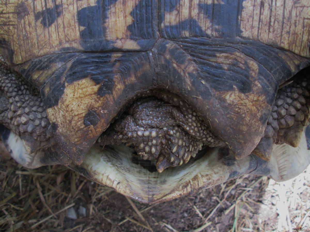 How to Identify the Sex of Your Leopard Tortoise - PetHelpful