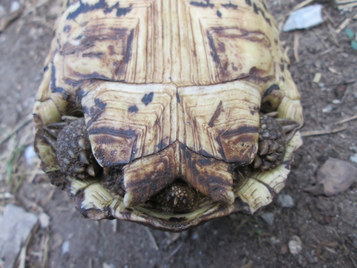 Above is a young male. His V-shaped anal scutes are clearly visible. The tip of the V points towards the middle of the stomach and not the tail. 