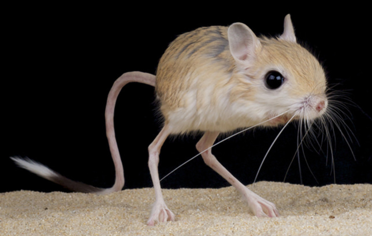 Cute Small Exotic Pets