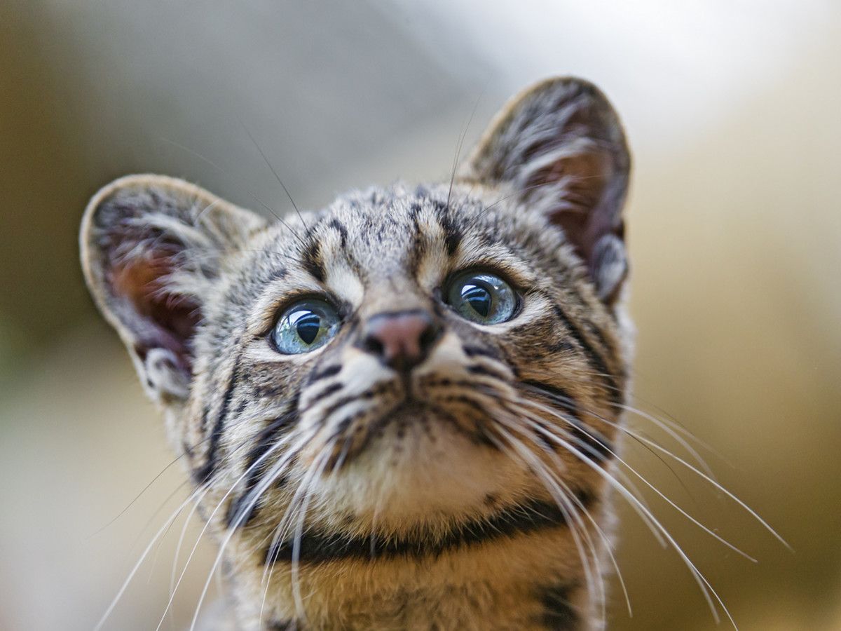 40 Rare And Unique Exotic Pets PetHelpful