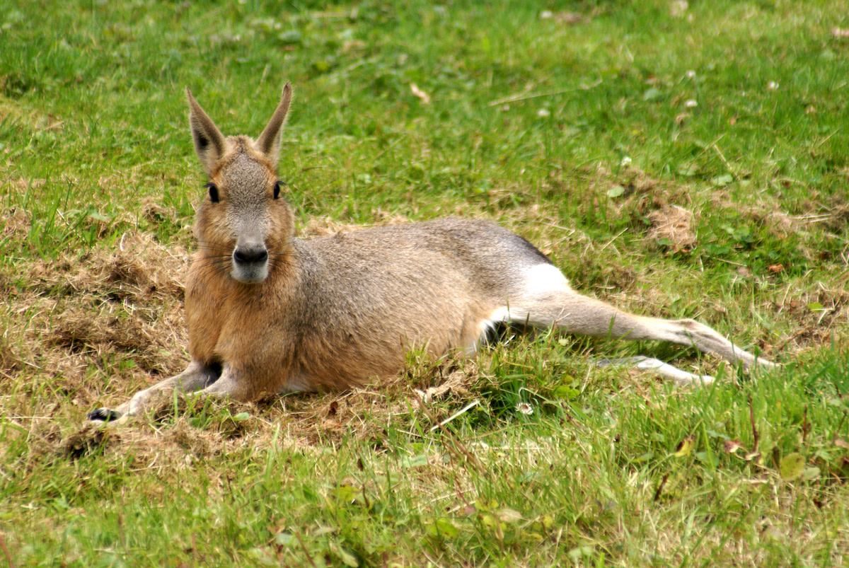 Патагонский заяц 4. Патагонская кенгуру.