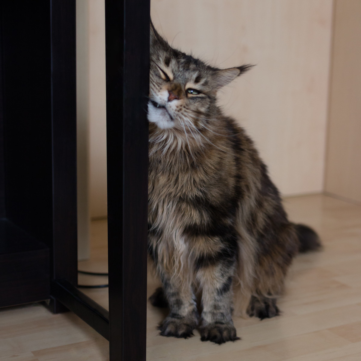 Cats in heat will rub up against everything in sight, including doors, walls, furniture, and you!
