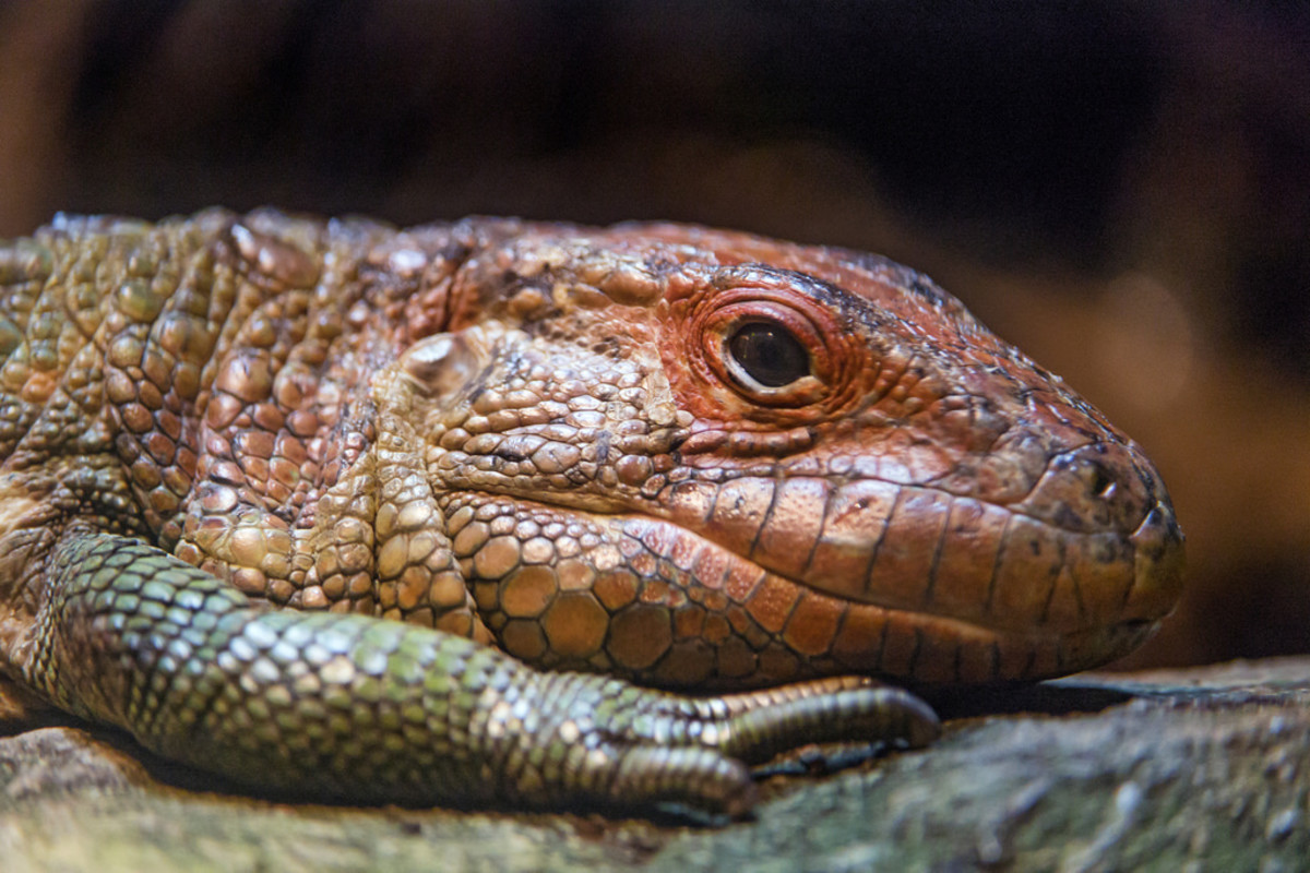 Many exotic pets are illegal because someone thinks they will harm the environment either by escaping and forming invasive populations or introducing diseases.
