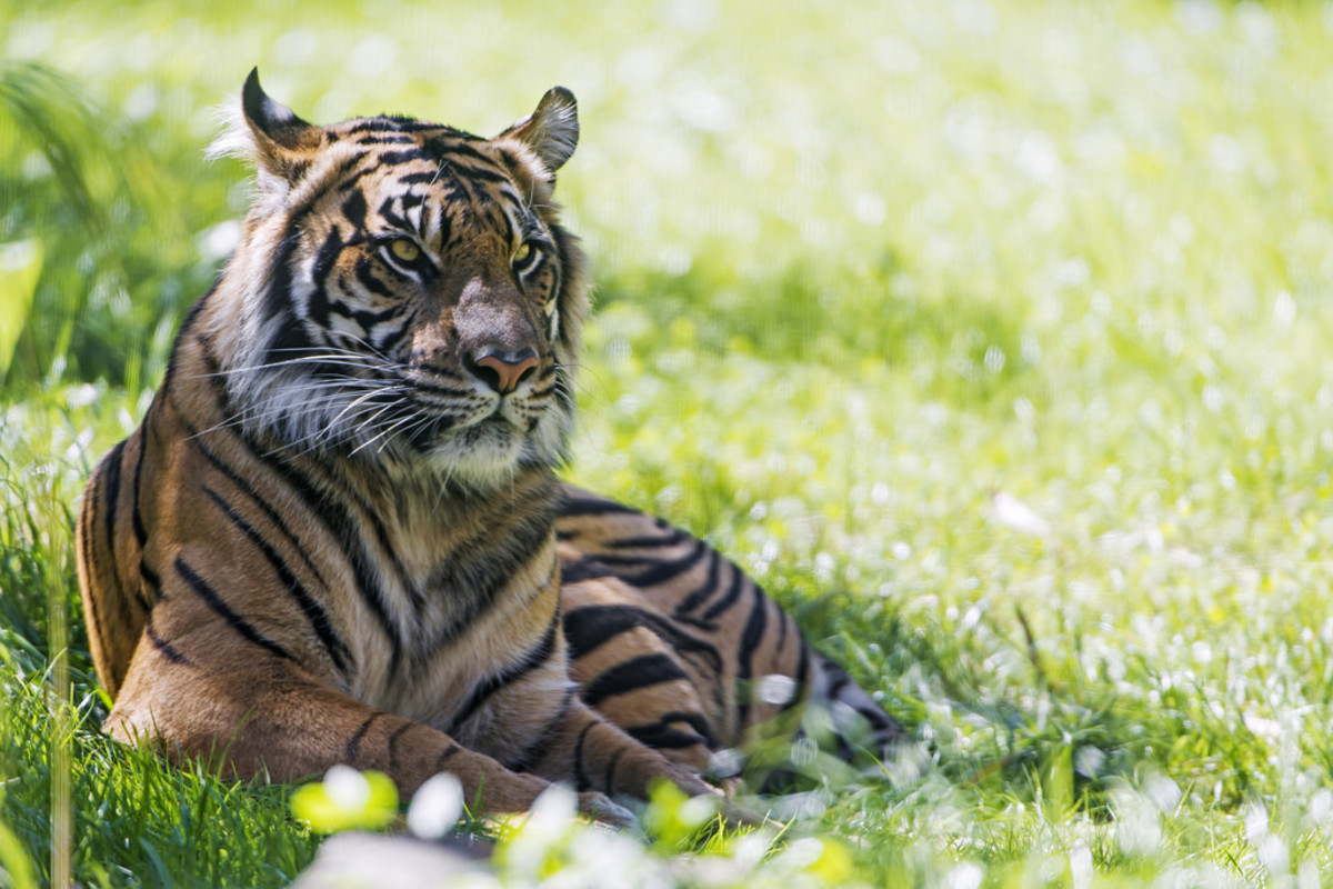 7 Reasons Why Exotic Pets Are Illegal and Why They Shouldn’t Be ...