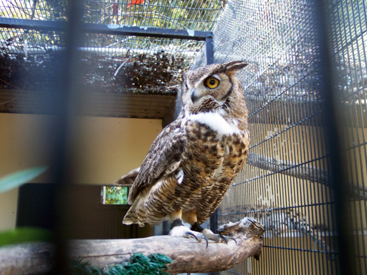 owls-as-pets-care-legal