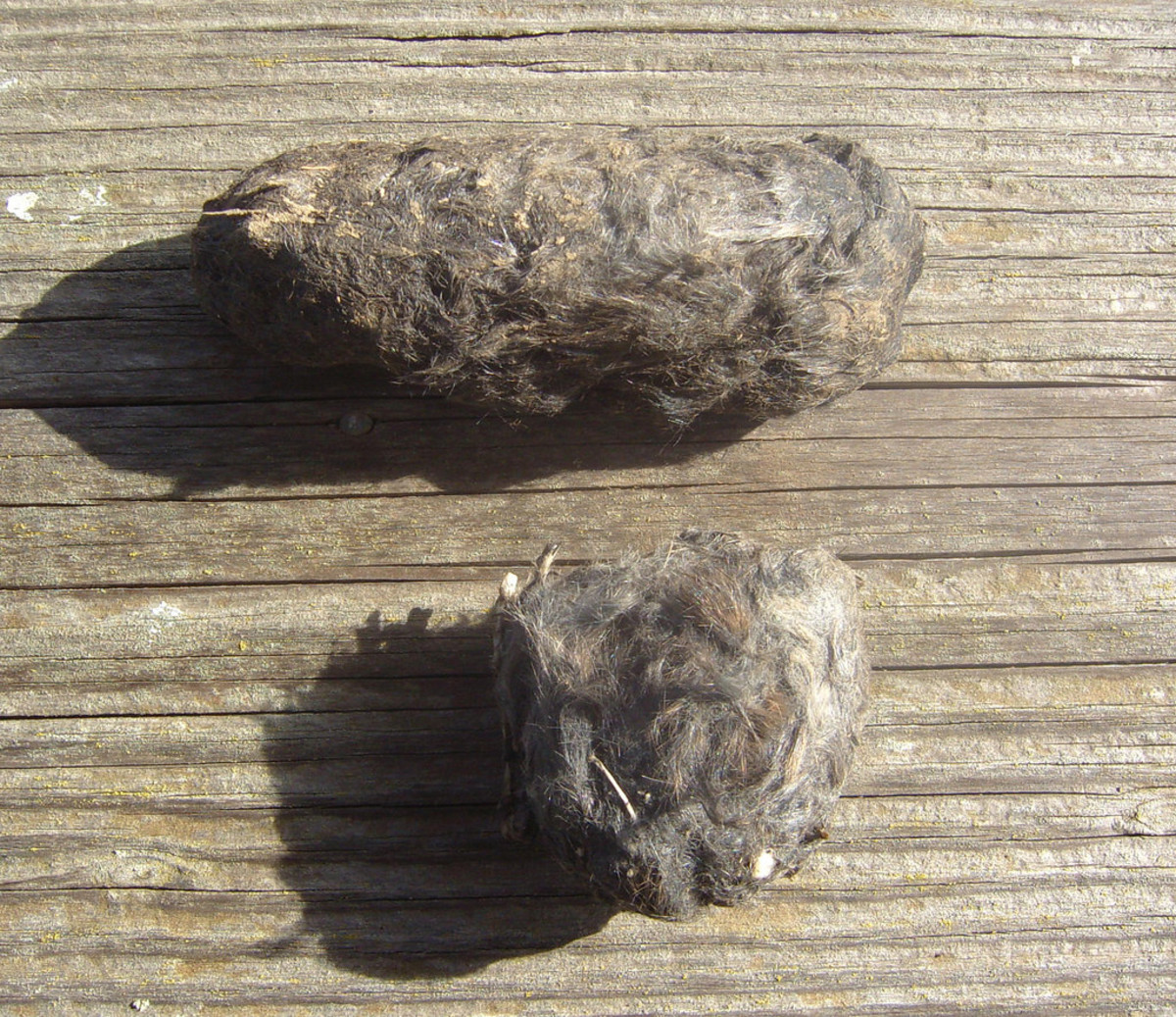 Keeping Owls as Pets Is It Legal? PetHelpful