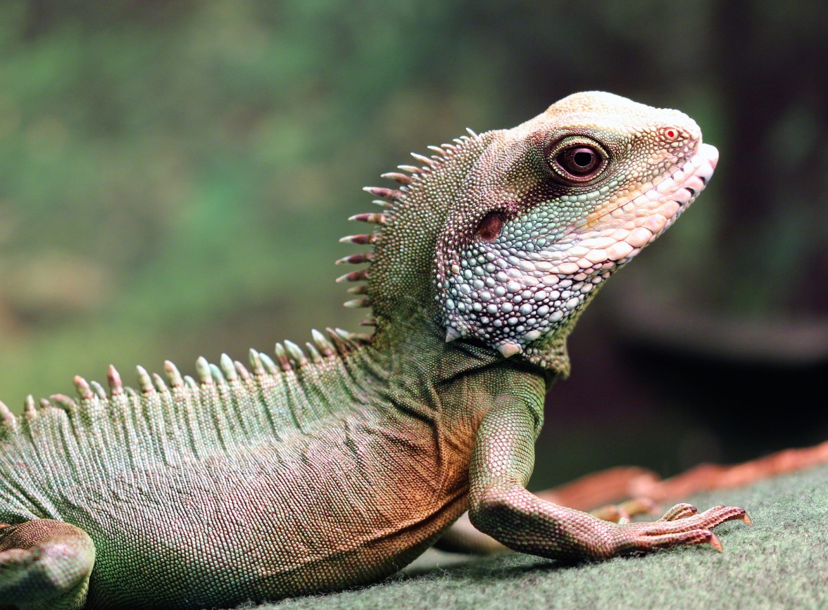 best reptiles to own