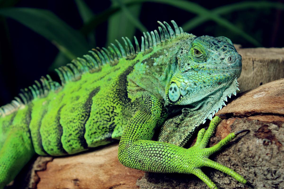 green pet lizards