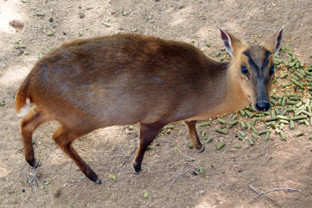 2. Muntjac Deer
