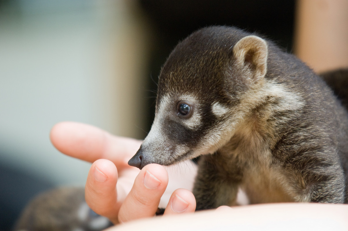 The price of the coatimundi is only the tip of the iceberg for this extremely active and playful raccoon relative. 