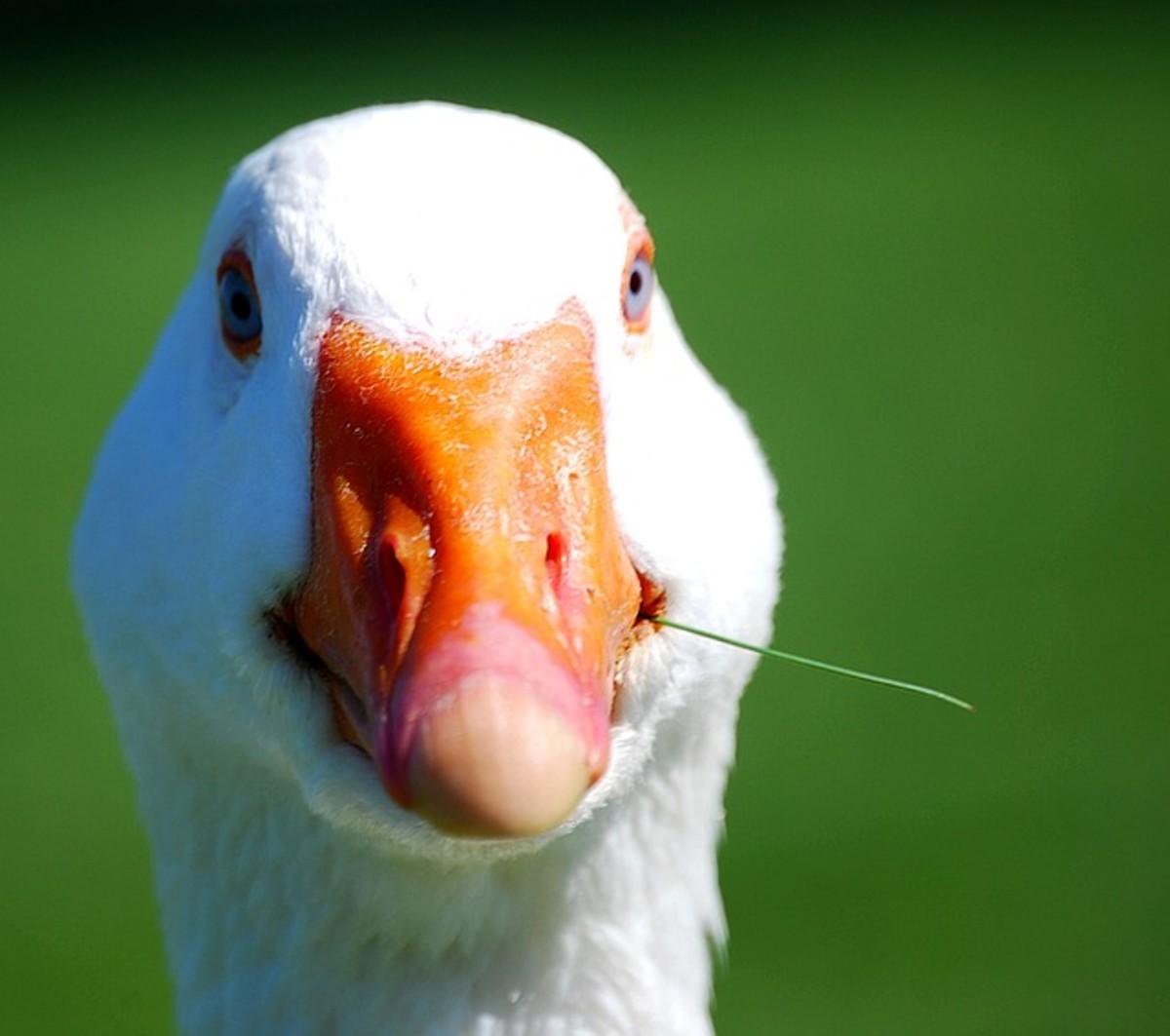 Pekin ducks' white feathers and orange beaks give them a classic and easily recognizable appearance. 