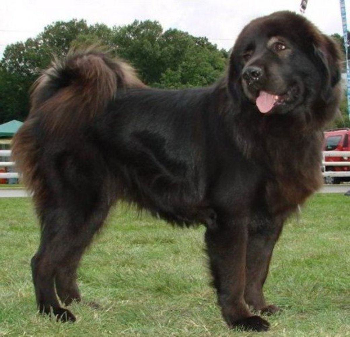 Top 20 Indian Dog Breeds: Purchasing Price and Care - PetHelpful