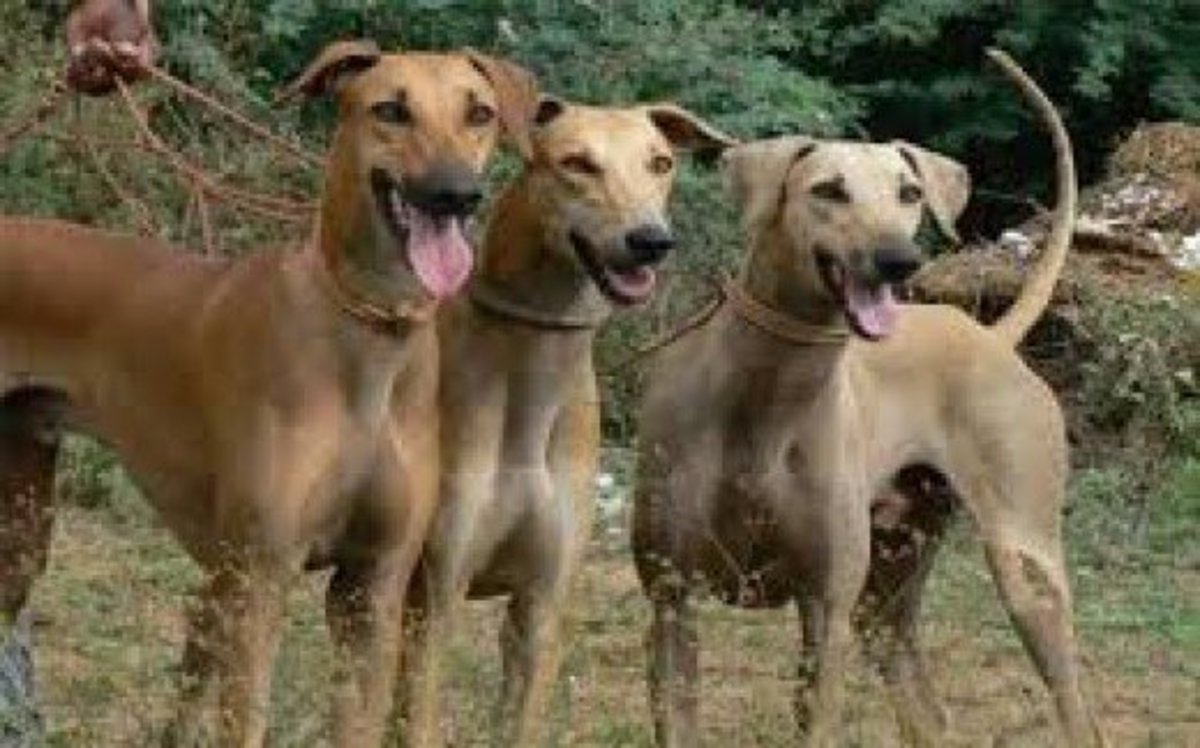 Top 20 Indian Dog Breeds Purchasing Price And Care Pethelpful By Fellow Animal Lovers And Experts