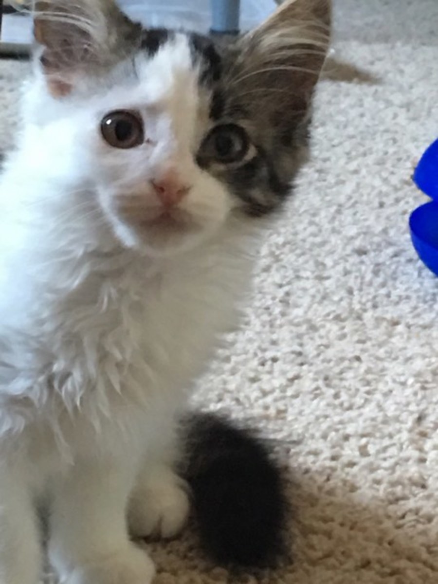 My Cat Tested FIVPositive! What Should I Do? PetHelpful