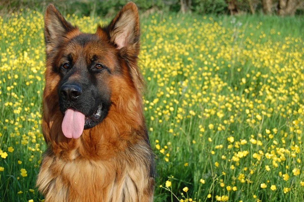 8 Different German Shepherd Coat Color Patterns Pethelpful By Fellow Animal Lovers And Experts