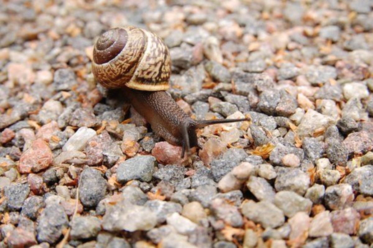 Snails are rarely considered pets but are remarkably easy and rewarding to care for. 