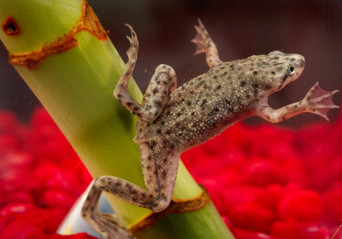 African dwarf frogs are a popular pet choice—they are entertaining to watch and easy to care for.