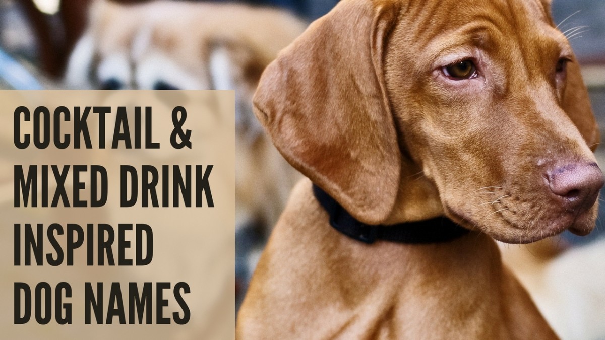 220 Fun Alcohol Inspired Dog Names PetHelpful