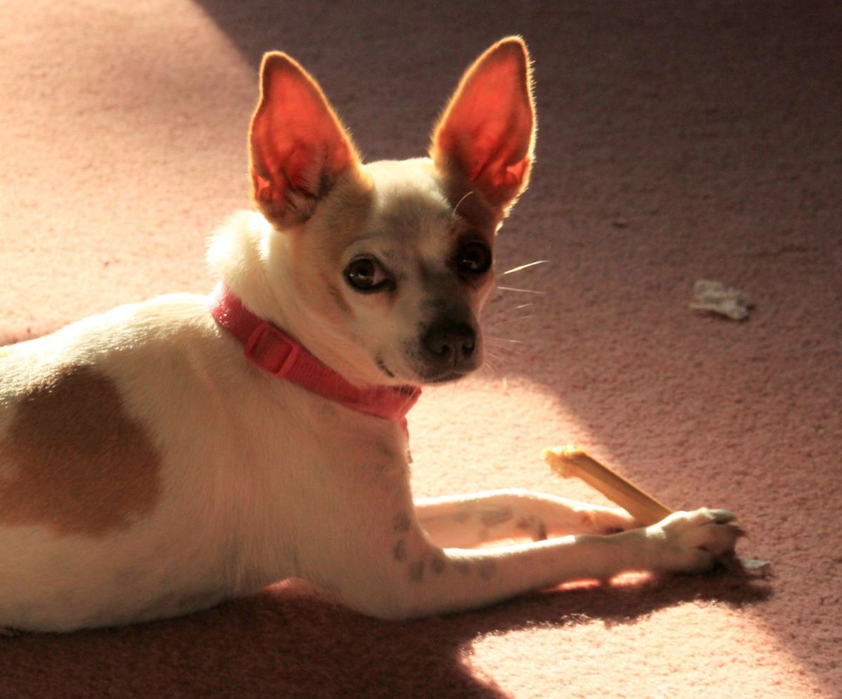 My Love basking in the sun and chewing on a bone. 