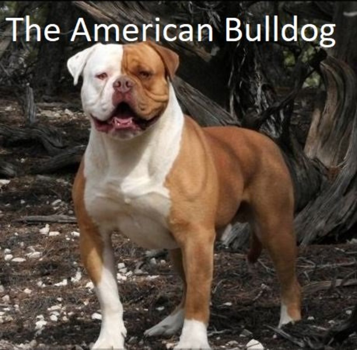 working american bulldog breeders