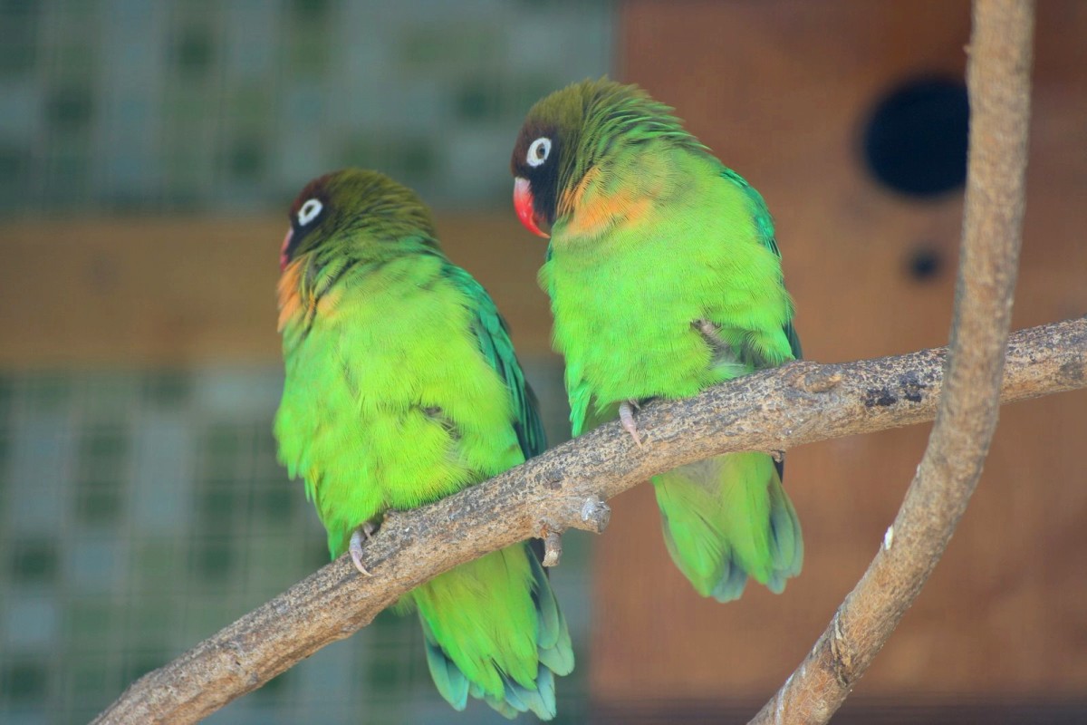3 Best Pet Birds for Beginners PetHelpful