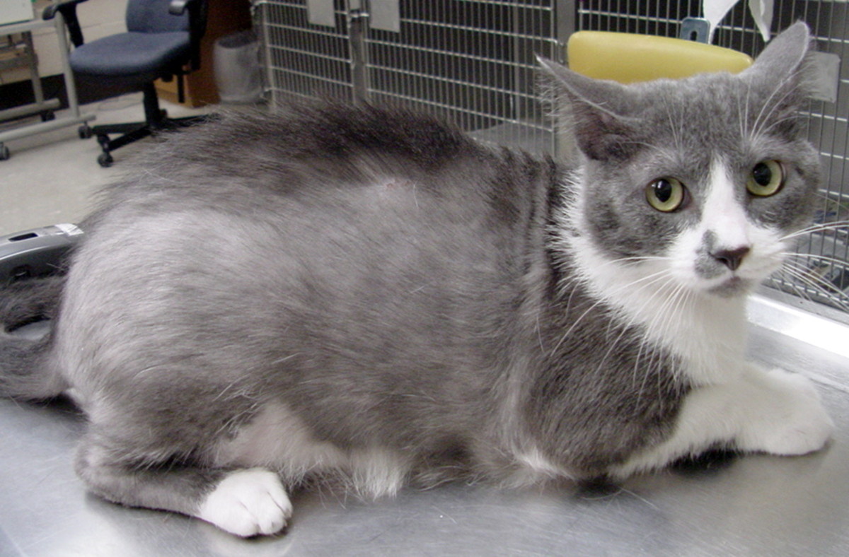 The Function of SelfGrooming in Cats PetHelpful