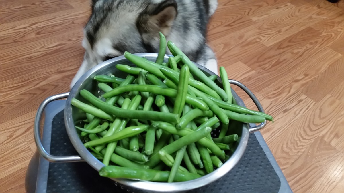 can-dogs-eat-green-beans