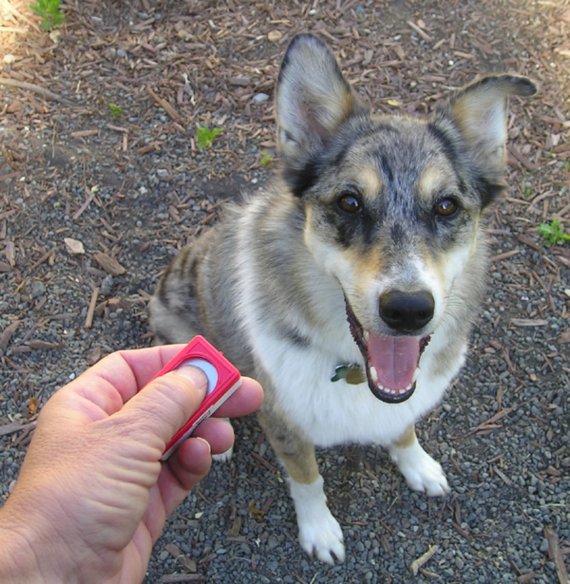 Clicker training can be very effective for some dogs. 