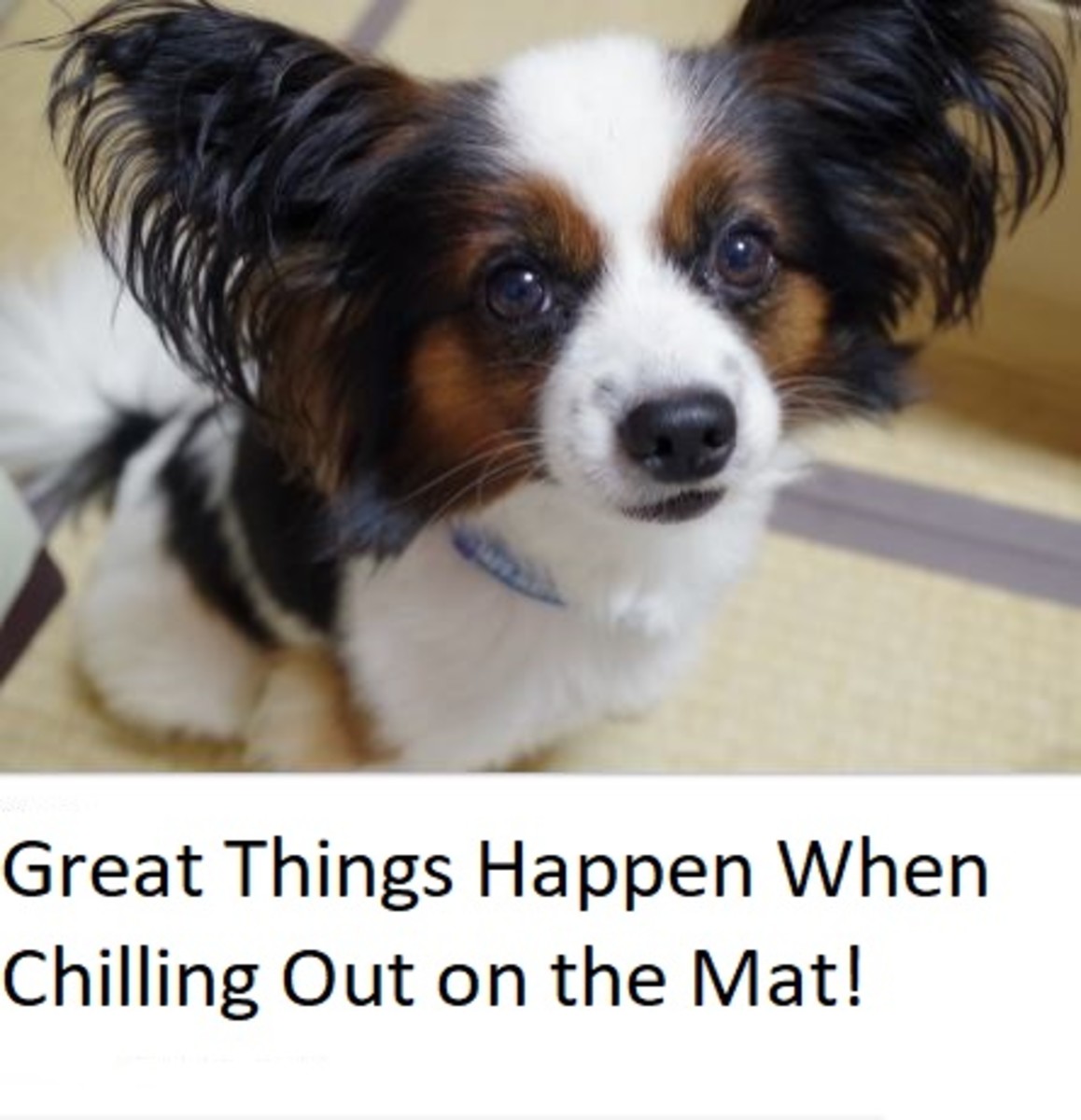 dog keeps barking at tv