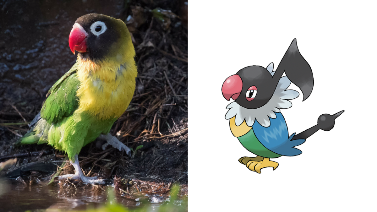 Yellow-collared lovebird and Chatot