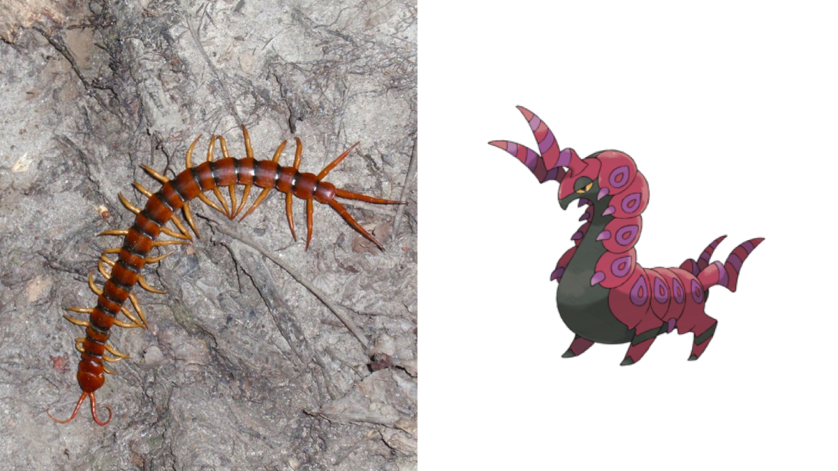 Centipede and Scoliopede
