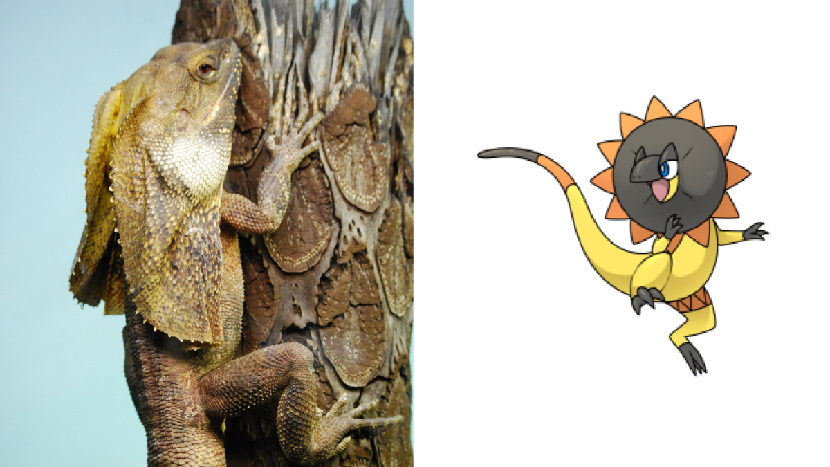 Left: Frill-necked lizard or frilled lizard, also known as frilled dragon. Right: Heliolisk