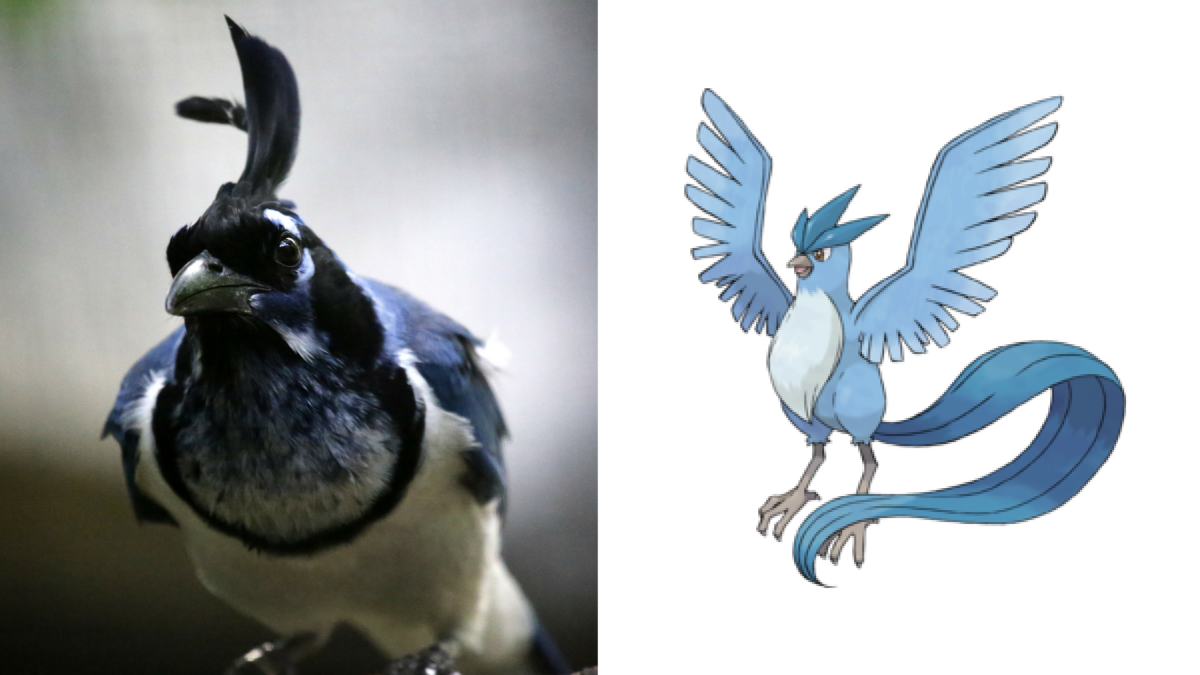 Magpie jay and Articuno