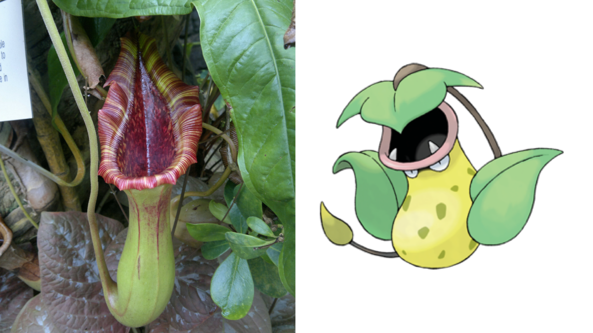Pitcher plant and Victreebel 