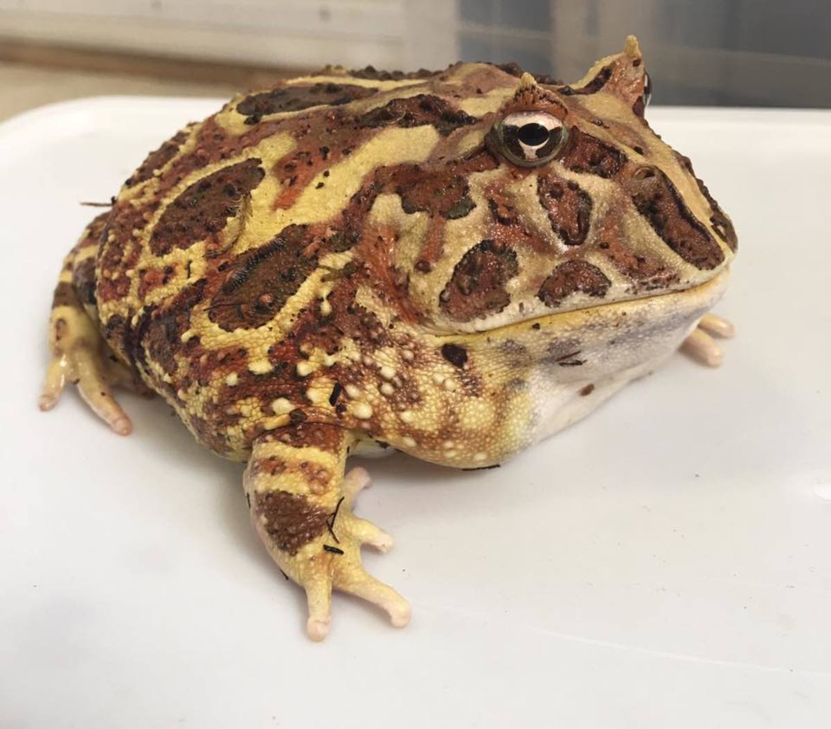 Pacman frogs' diets change as they grow.