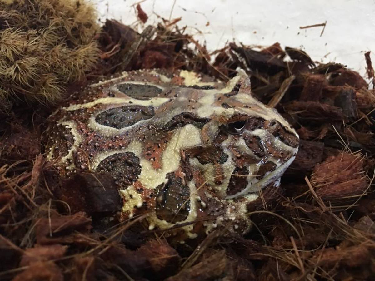 Pacman Frog Care Food, Habitat, Temperature, and More PetHelpful