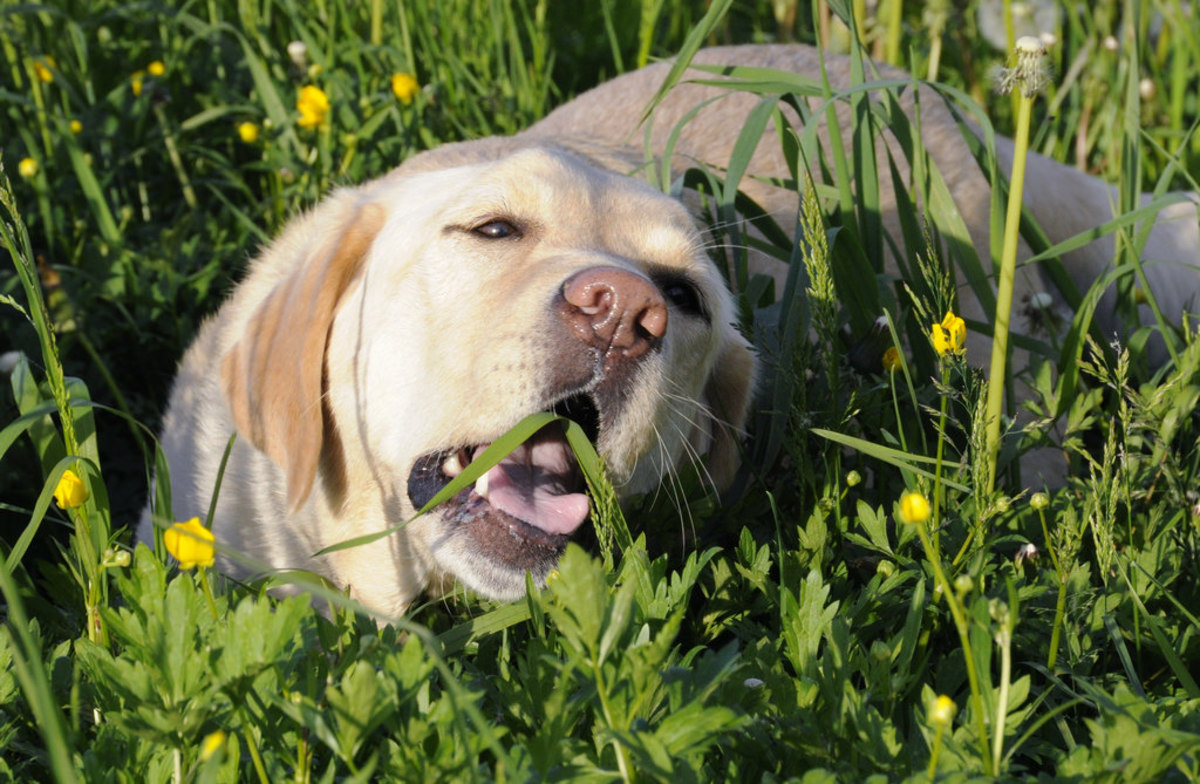 Dog eating grass.